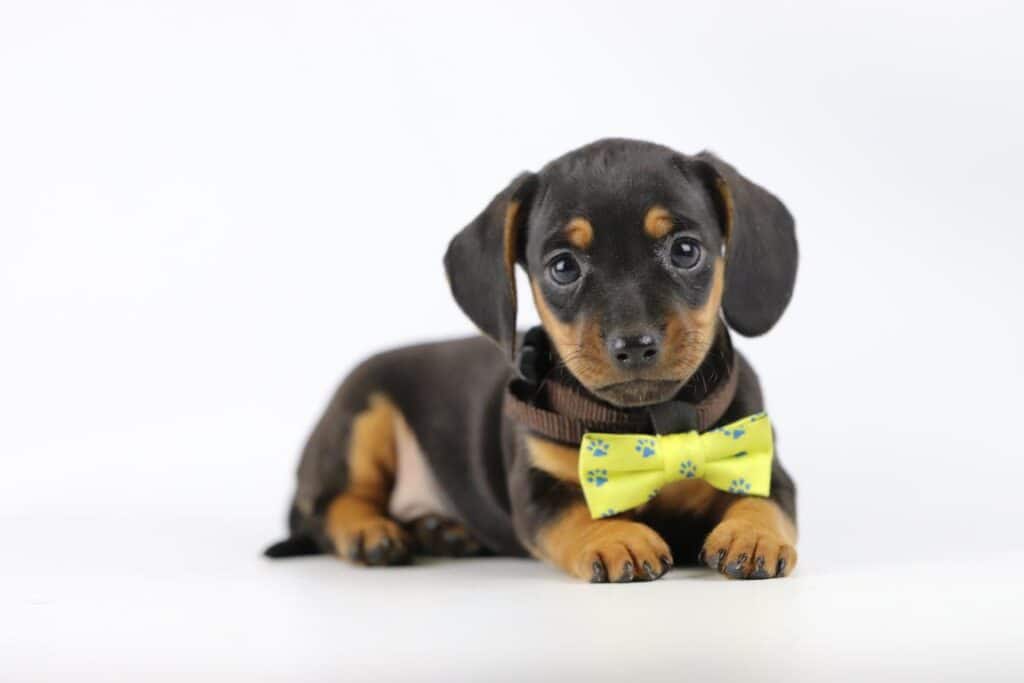 Teckel pups belgi