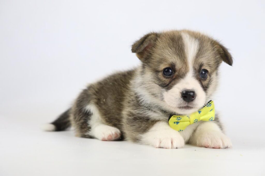 Schofthoogte van de welsh corgi pembroke