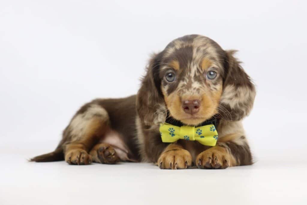 Dwergteckel pups fokker