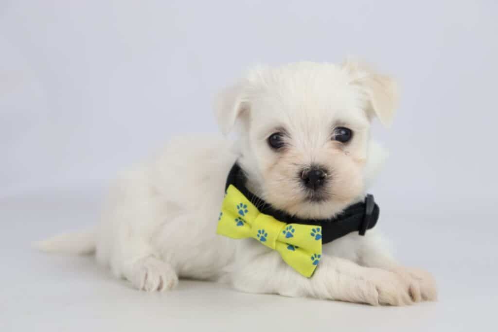 Maltezer pups te koop