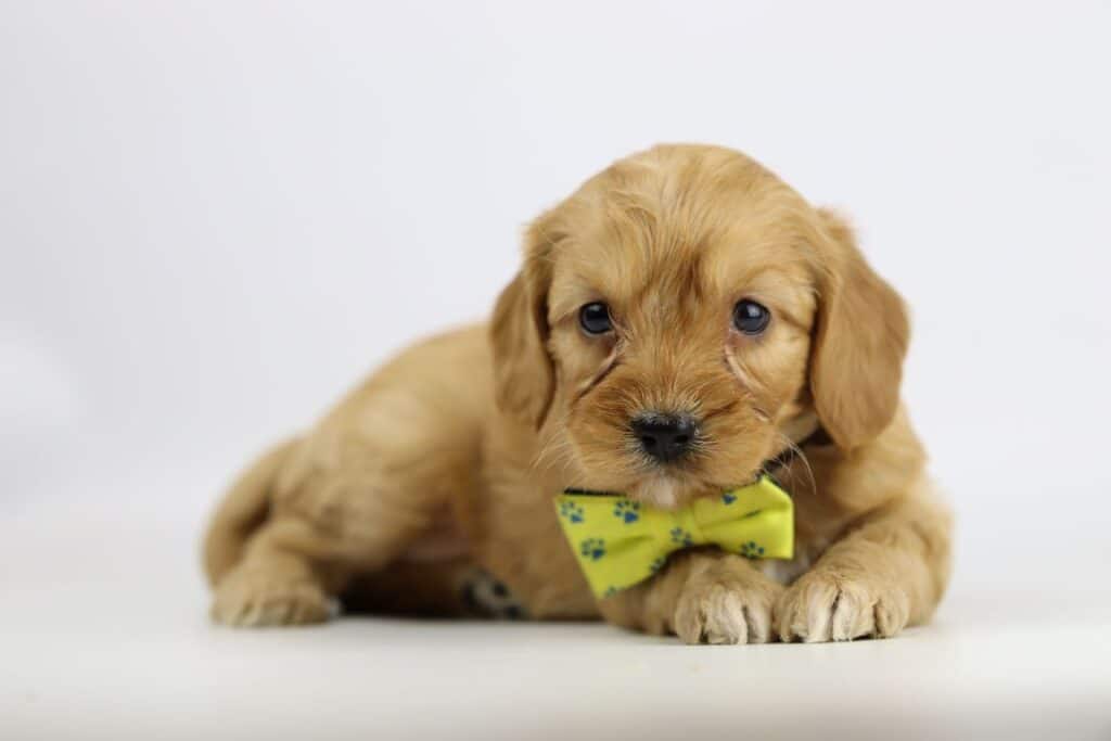 Schattige goudkleurige labradoodle puppy met persoon op patio.