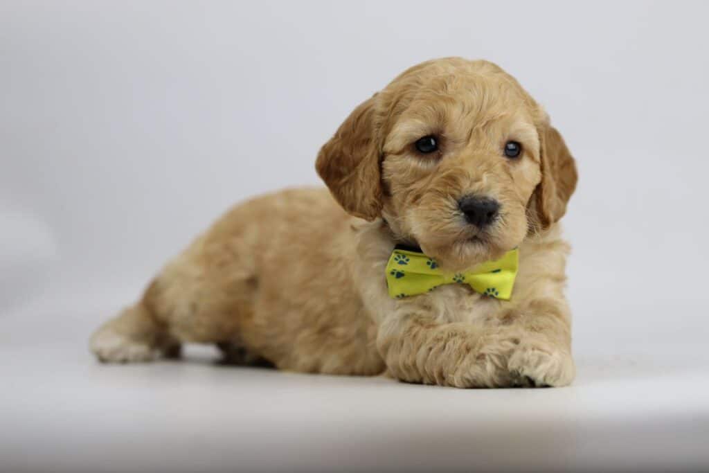Labradoodle puppies for sale – information from a belgian recognized breeder 17 Labradoodle pups kopen belgië