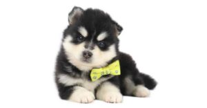 Schattige Husky puppy met gele strik, schattig en speels.