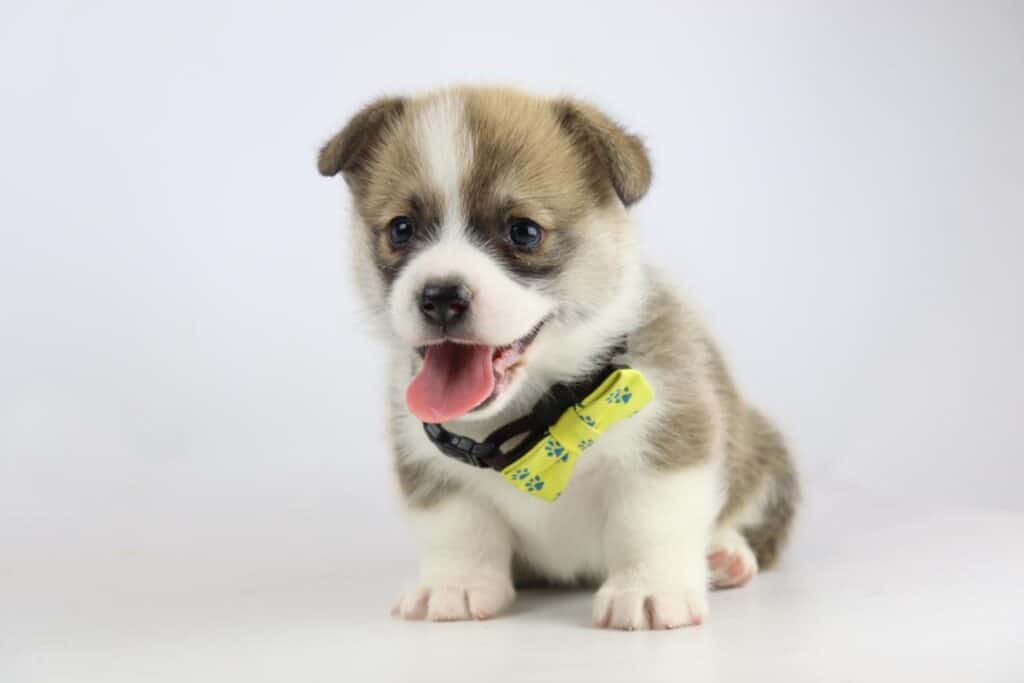 Geschiedenis van de pembroke corgi