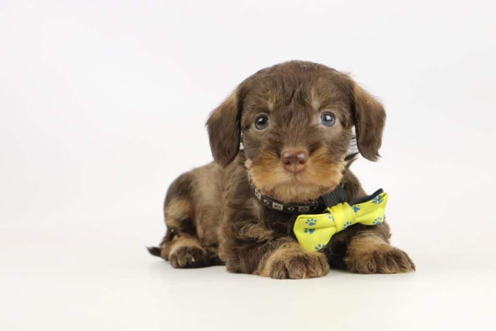 Dwergteckel pups te koop belgisch fokker 3 Teckel pups kopen
