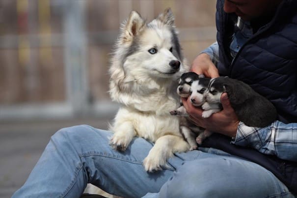 Pomsky puppy te koop