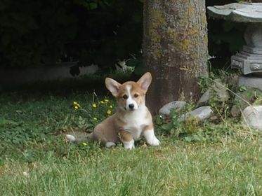Schattige welsh corgi pembroke puppy in de tuin bij boom en bloemen.