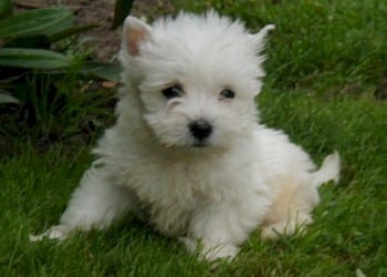 West highland white terrier pups te koop: kwaliteit en zorg bij top fokker 2