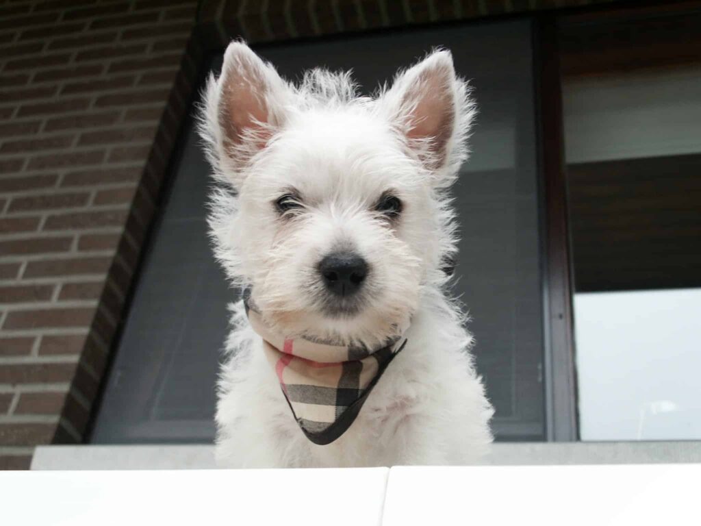 West highland white terrier pups te koop: kwaliteit en zorg bij top fokker 3