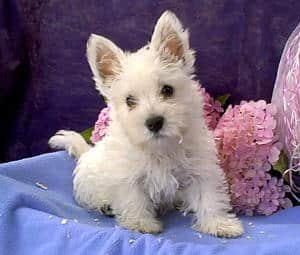 West highland white terrier pups te koop: kwaliteit en zorg bij top fokker 4