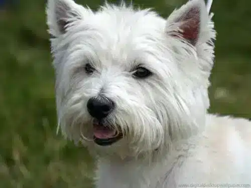 West highland white terrier pups te koop: kwaliteit en zorg bij top fokker 1 Westie pups zorg