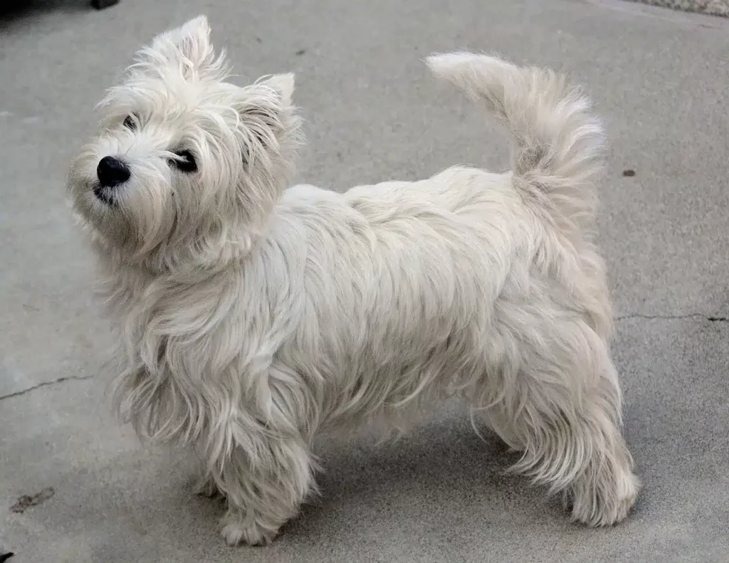 West highland white terrier pups te koop: kwaliteit en zorg bij top fokker 5 West highland white terrier pups belgi