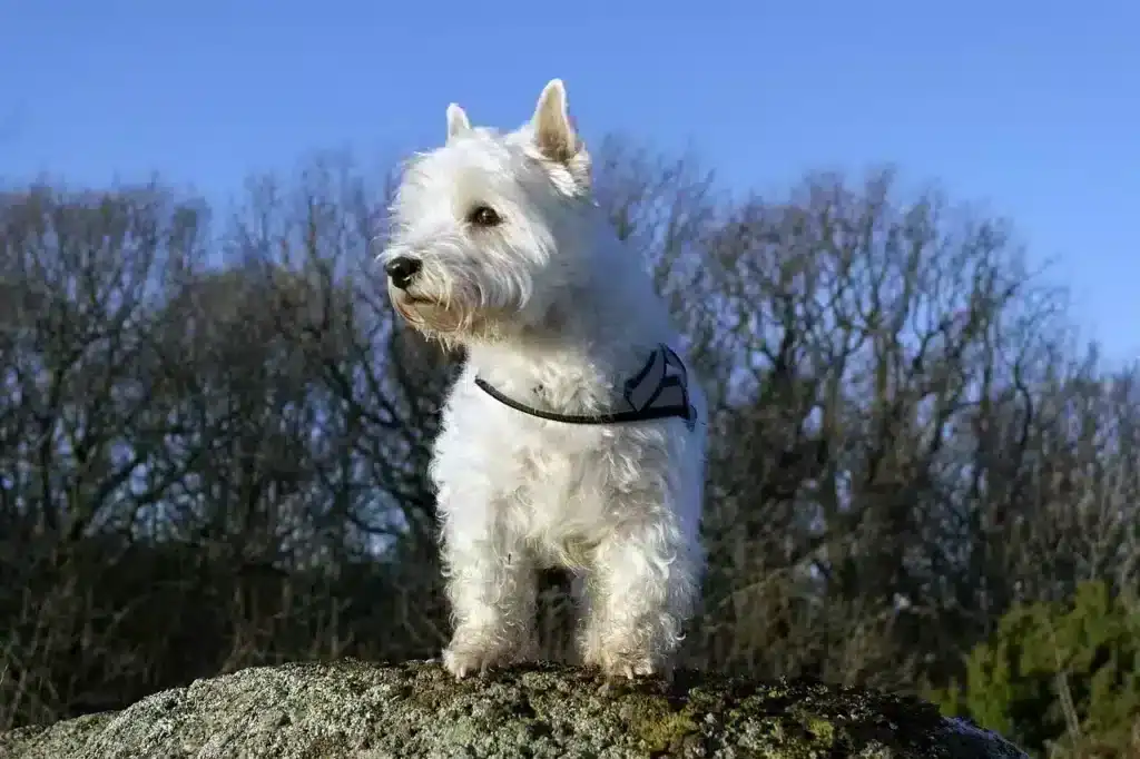 Westie puppies for sale