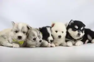Alaskan Klee Kai temperament