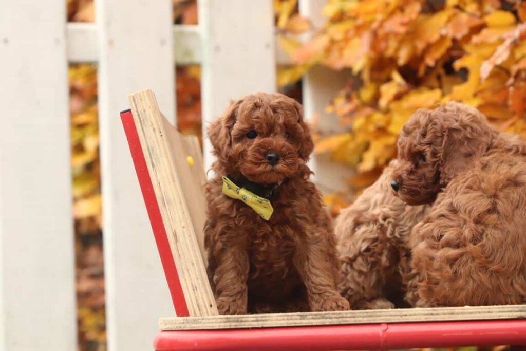Twee bruine honden die op een rode tafel zitten