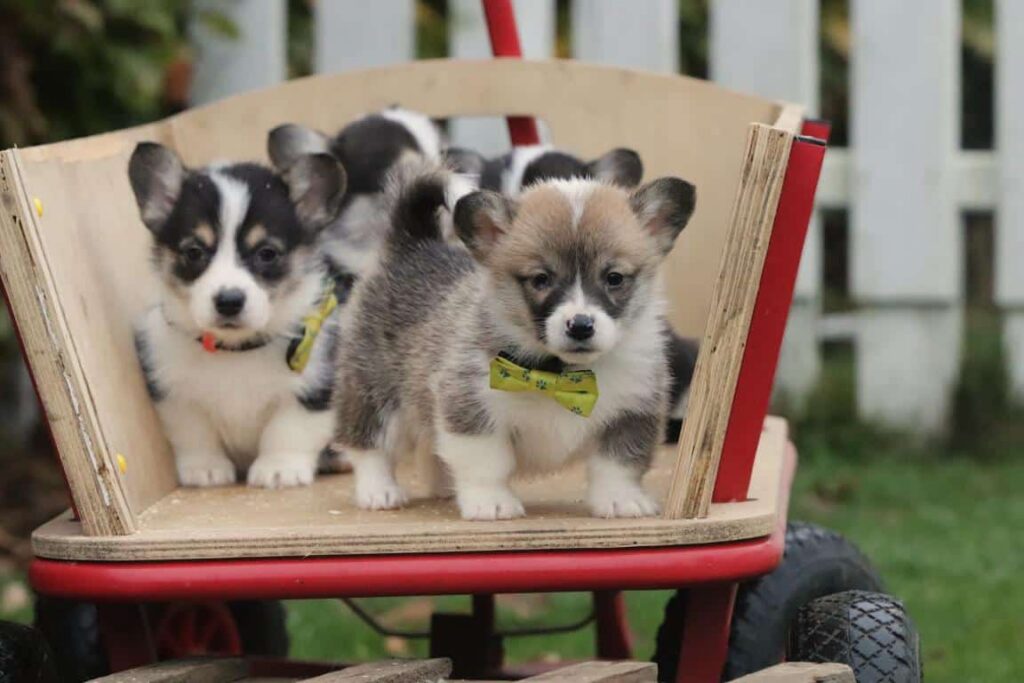 Een groep pups op een wagen