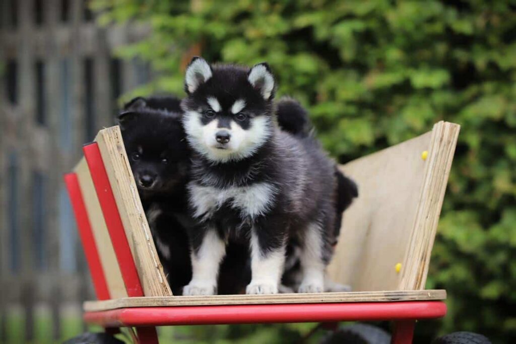 Pomsky pups te koop