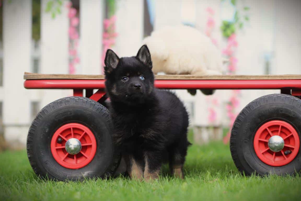 Schattige pomsky-puppy op gras met rode karretje op achtergrond.
