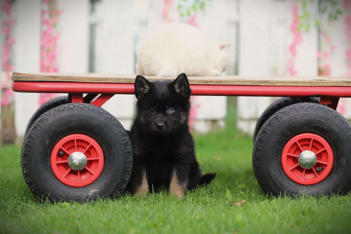 Schattige pomsky puppy onder een houten kar met wielen op gras.
