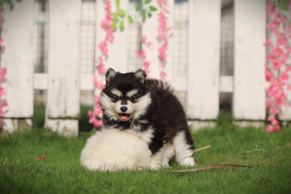 Schattige pomsky puppy op gras met witte houten schutting en roze bloemen.