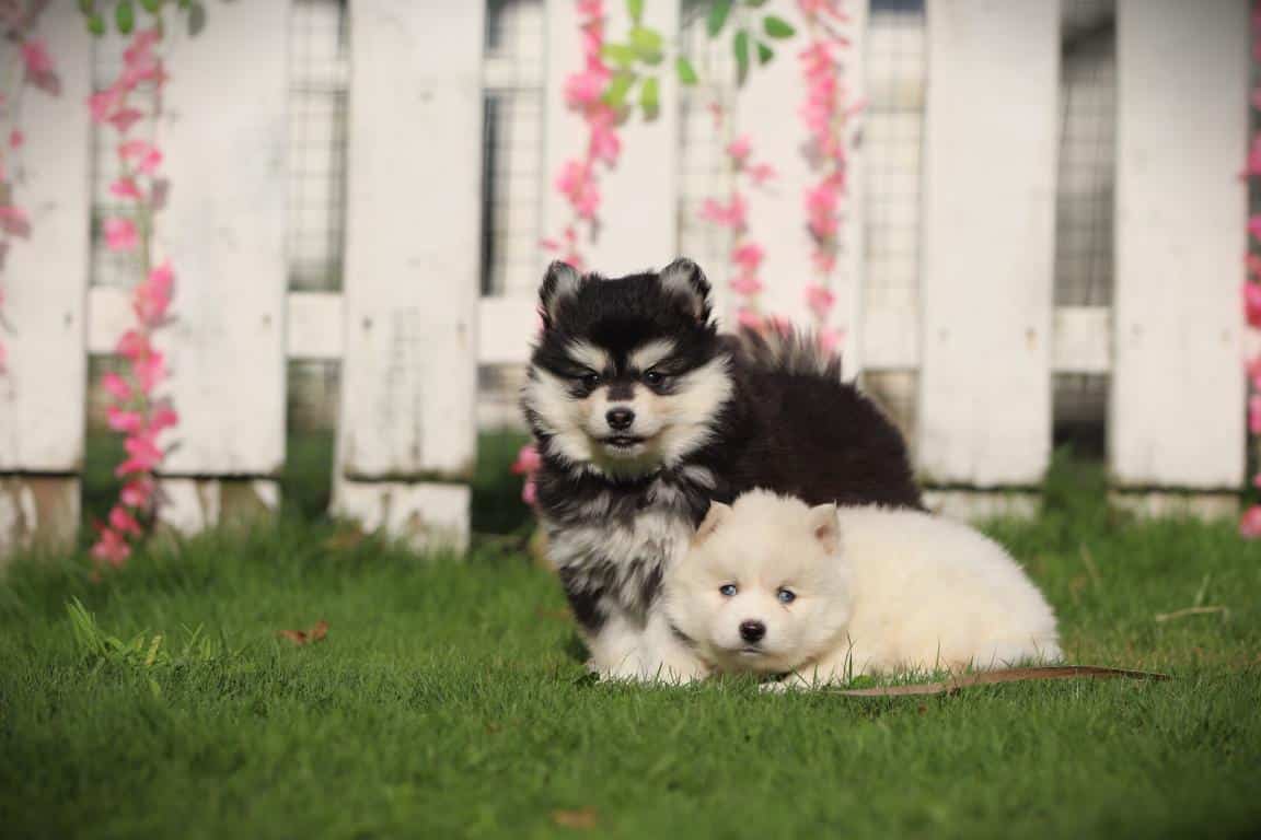 Twee schattige pomsky-puppy's in de tuin met witte houten schutting.