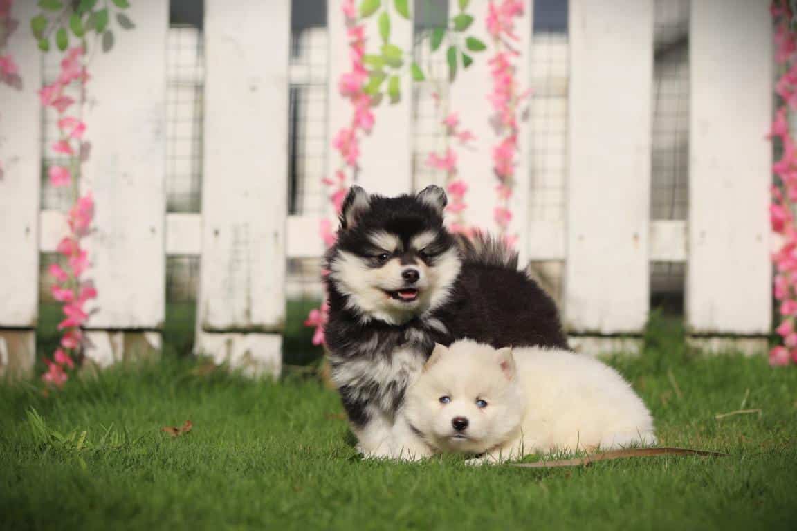Twee schattige pomsky puppies op gras voor witte houten schutting.