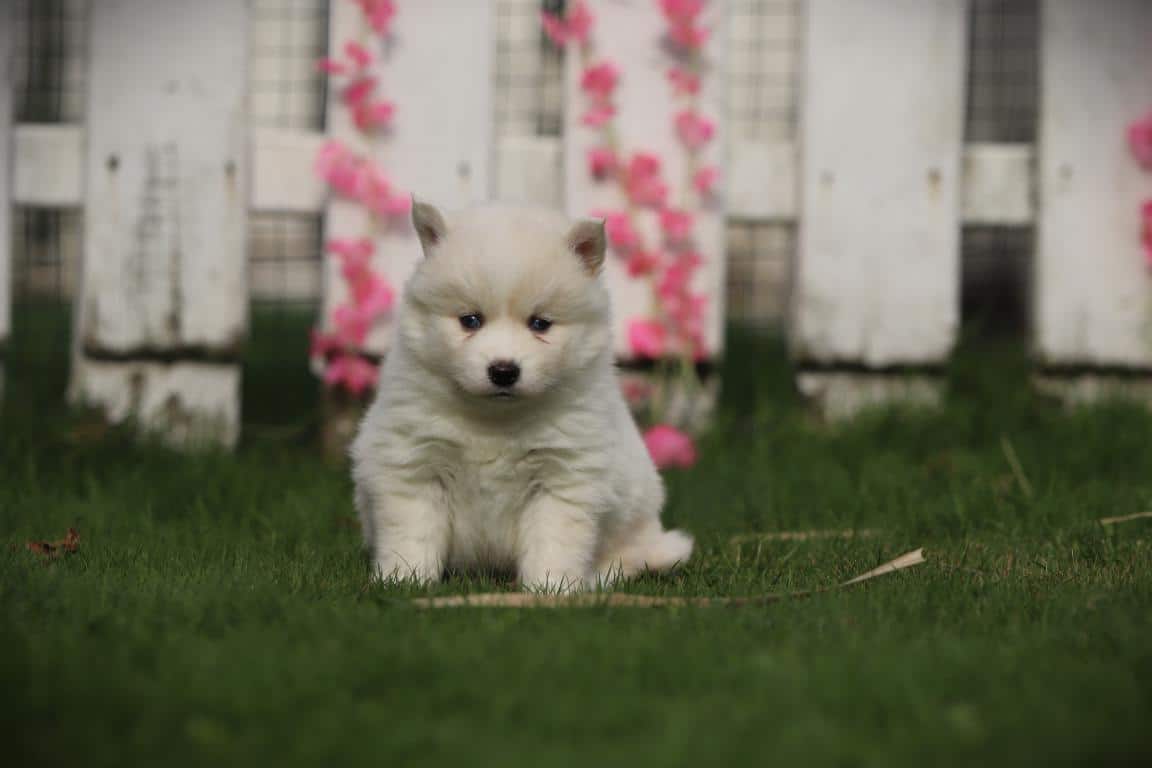 Schattige pomsky-puppy in groene tuin met roze bloemen op achtergrond.