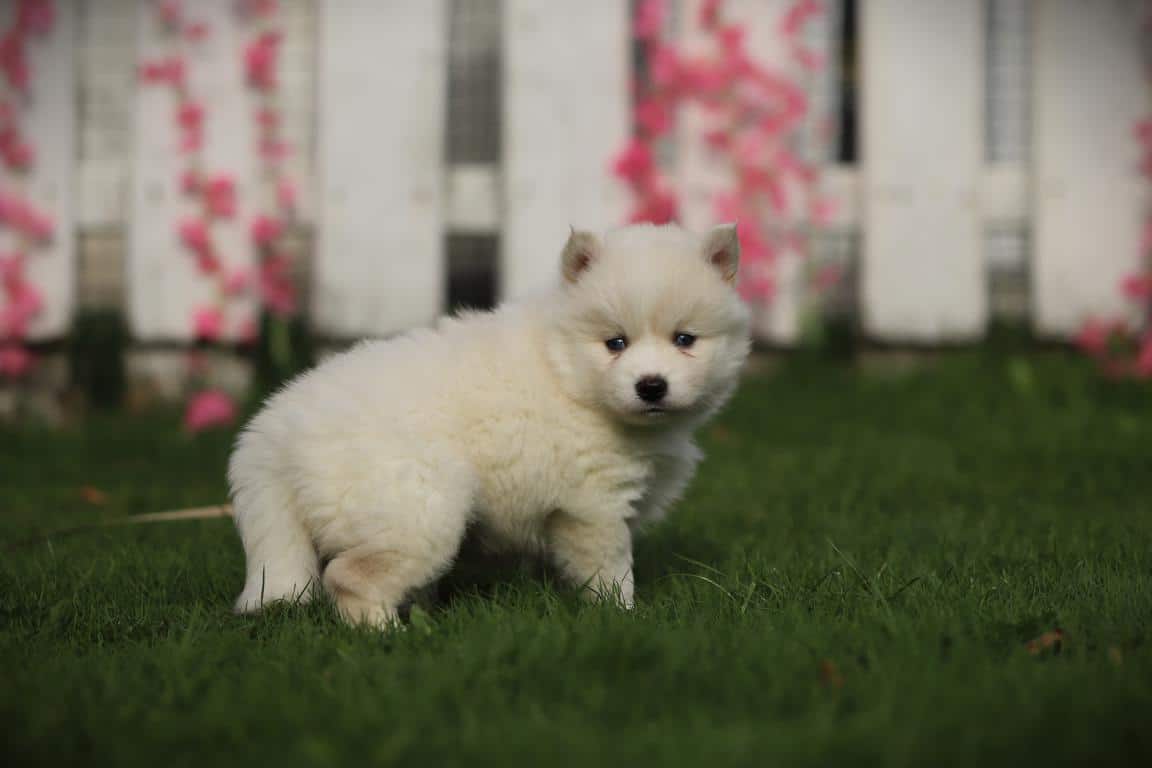 Schattige witte pomsky puppy in tuin met bloemen en witte schutting.