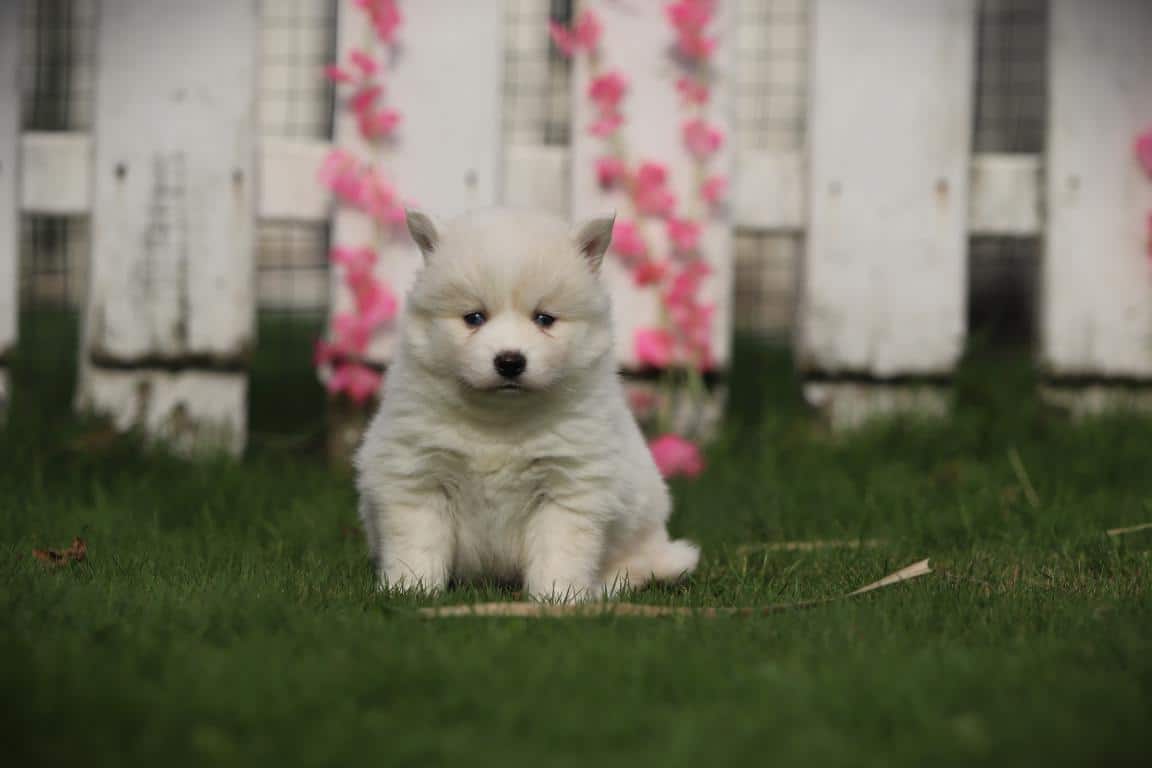 Schattige pomsky-puppy in tuin met bloemen en houten hek.
