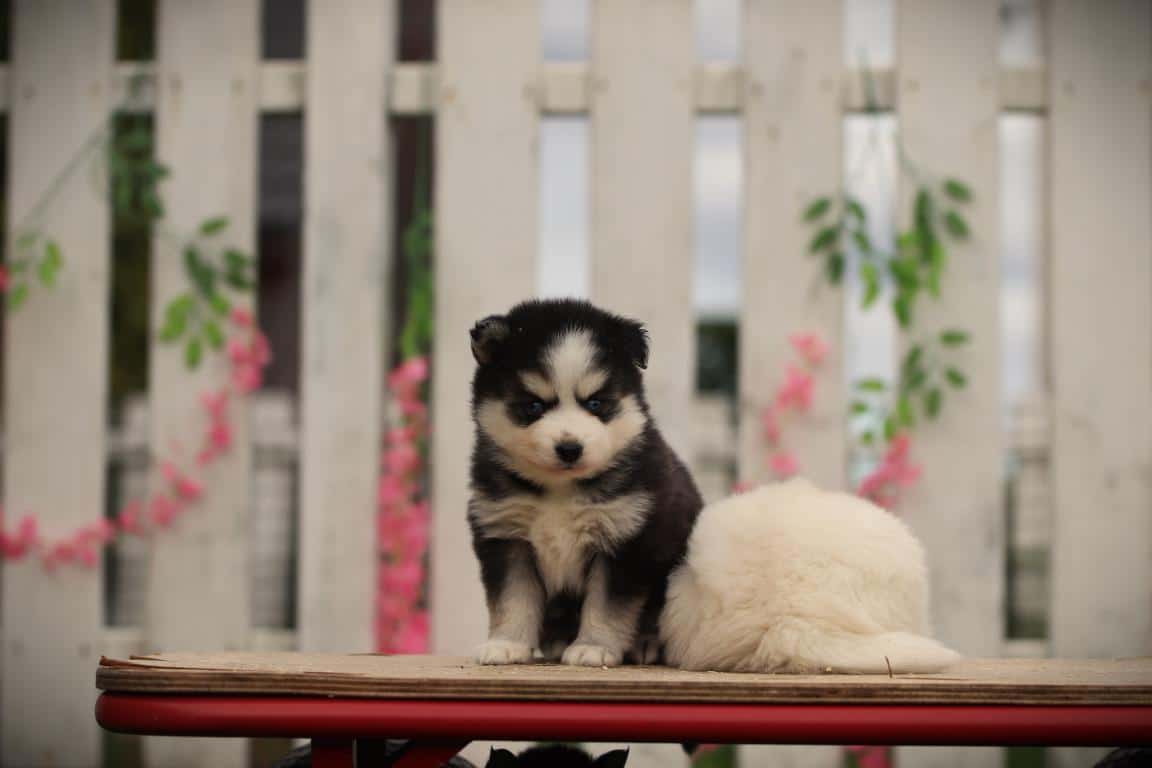 Schattige pomsky-puppy op een houten tafel met witte achtergrond.