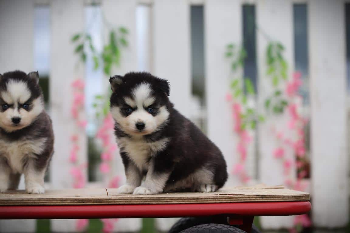 Schattige pomsky puppy's op een houten platform bij woefkesranch.