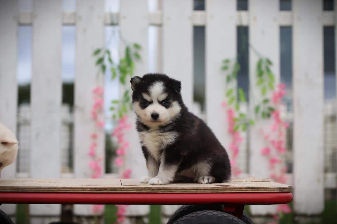 Schattige pomsky-puppy op een houten skateboard voor de verkoop.