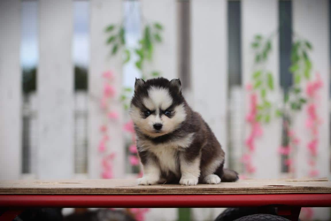 Schattige pomsky-puppy op houten platform met tuinachtergrond.