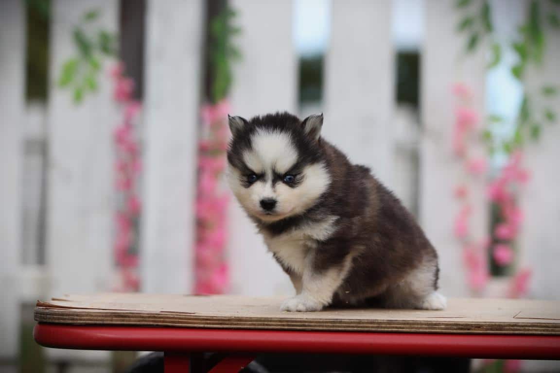 Pomsky pup te koop