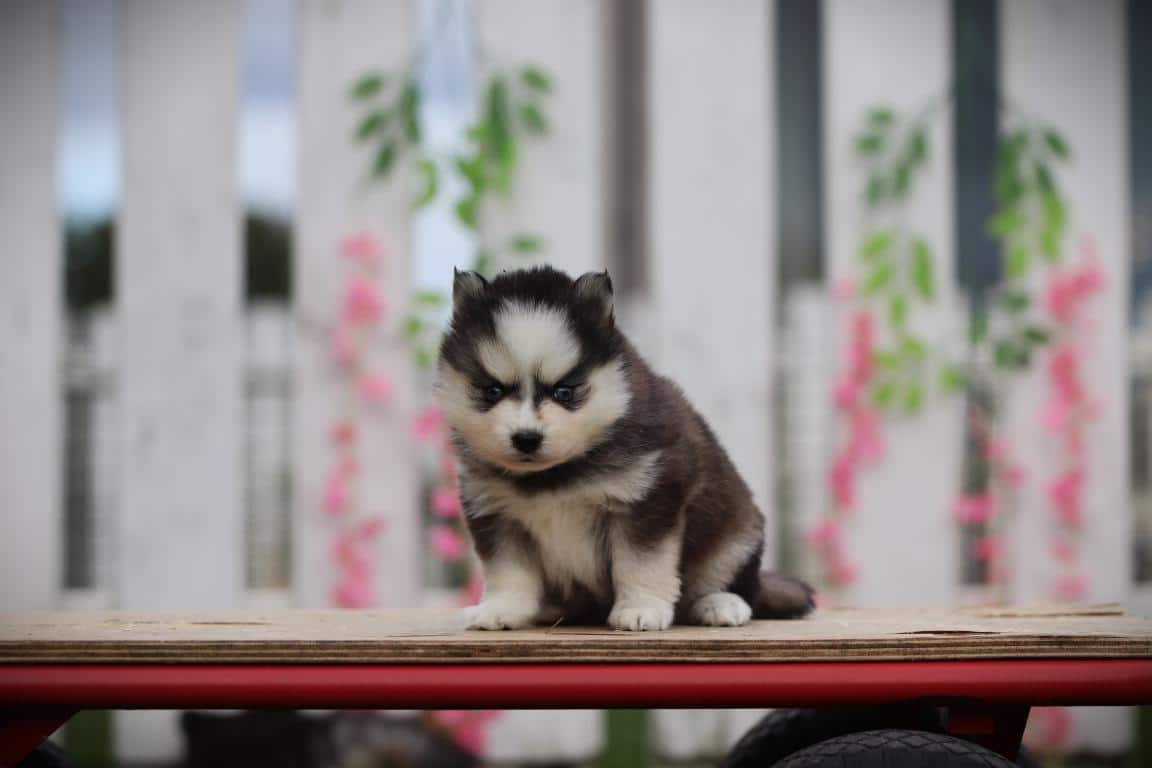 Schattige pomsky-puppy op houten platform met tuinachtergrond.