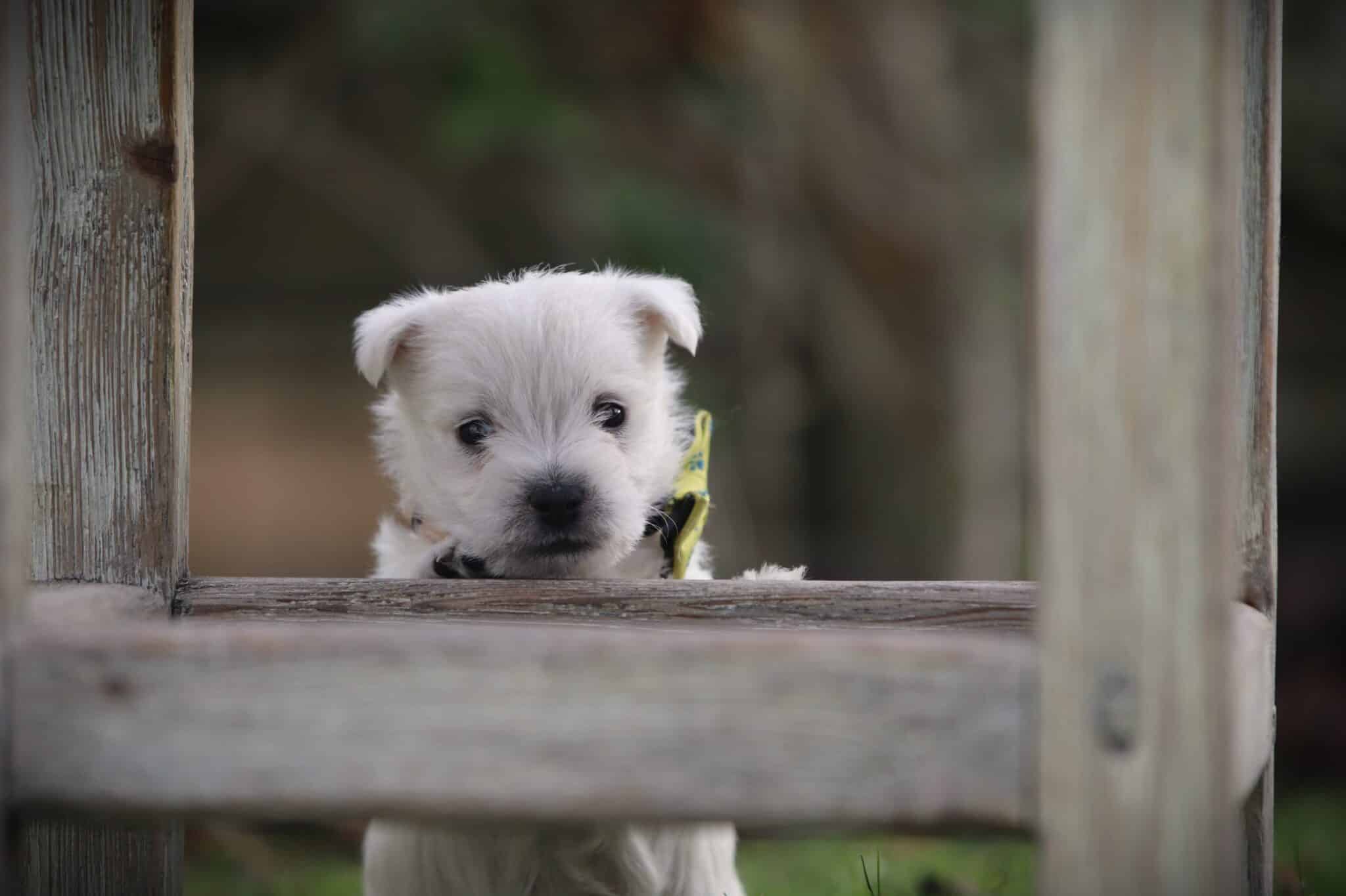 Schattige puppy kijkt door houten hek op woefkesranch.
