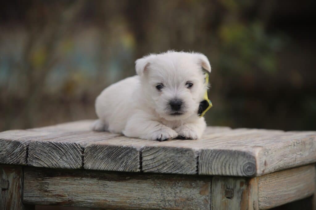 Schattige witte puppy op houten platform bij Woefkesranch.
