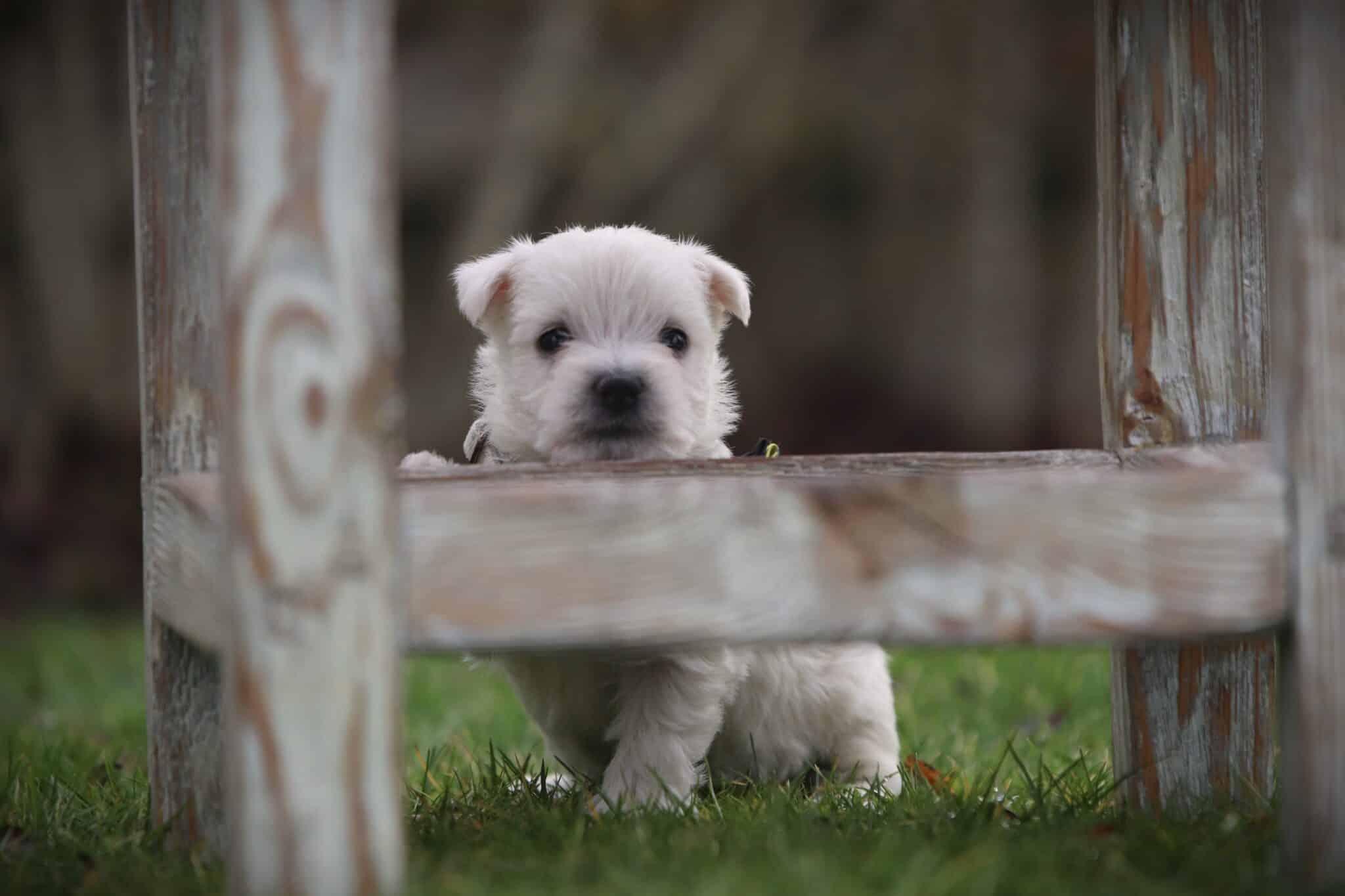 Schattige puppy kijkt nieuwsgierig onder houten hek op woefkesranch.