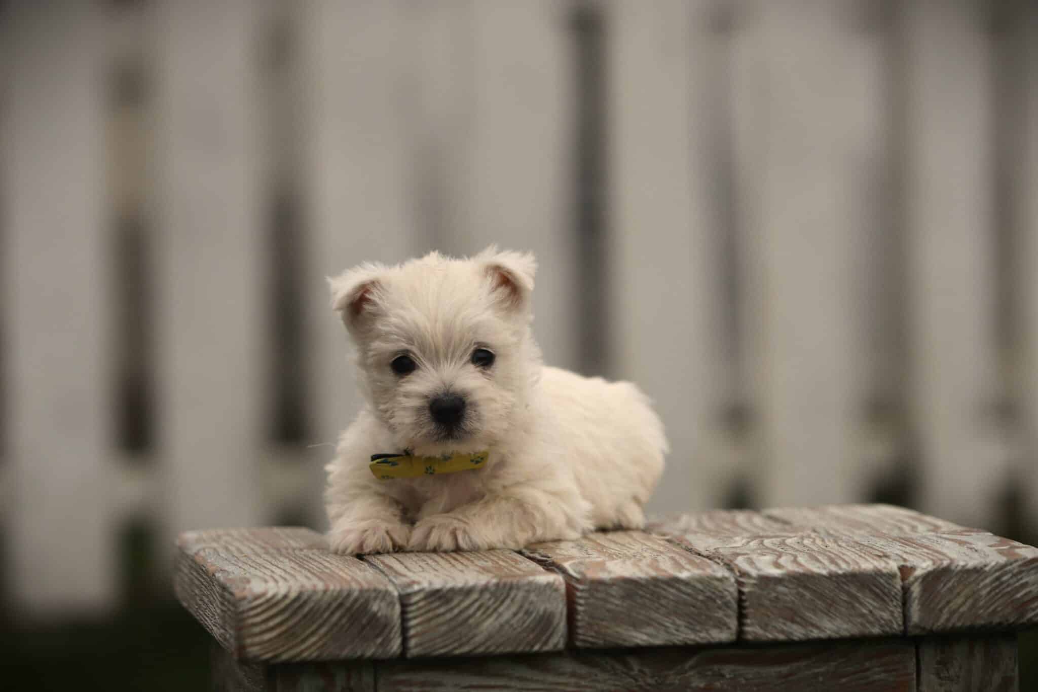 Kleine witte puppy op houten tafel bij witte schutting.