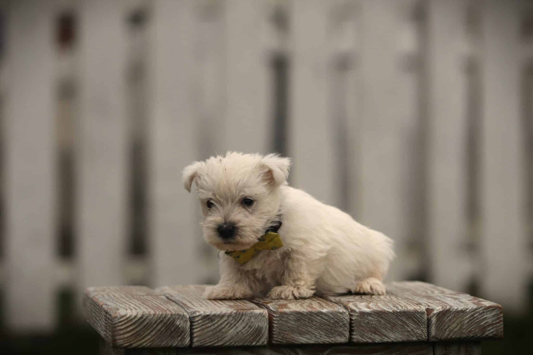 Kleine witte puppy met gele halsband op houten platform.