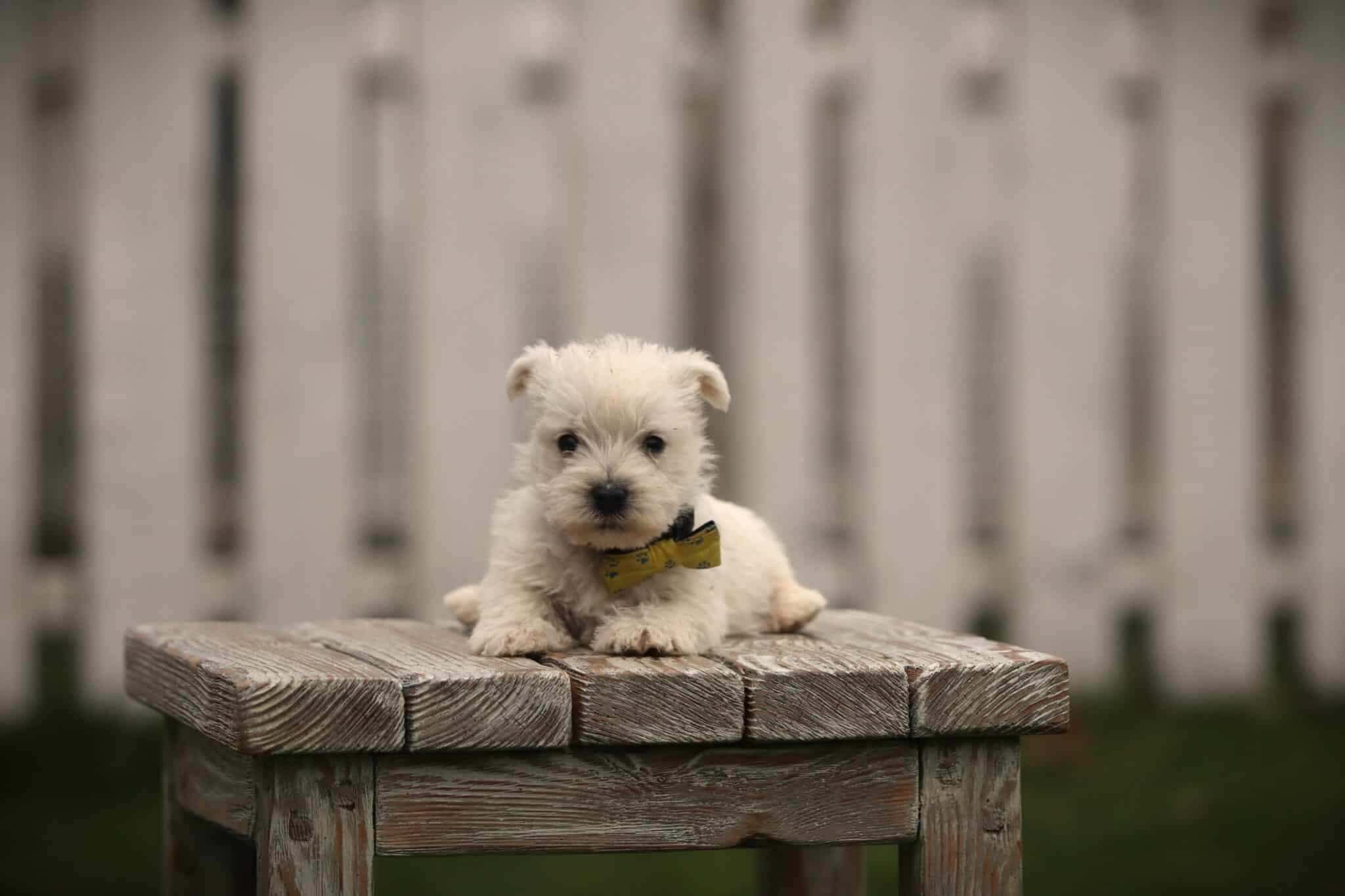 Kleine witte puppy met gele strik op houten tafel voor witte schutting.