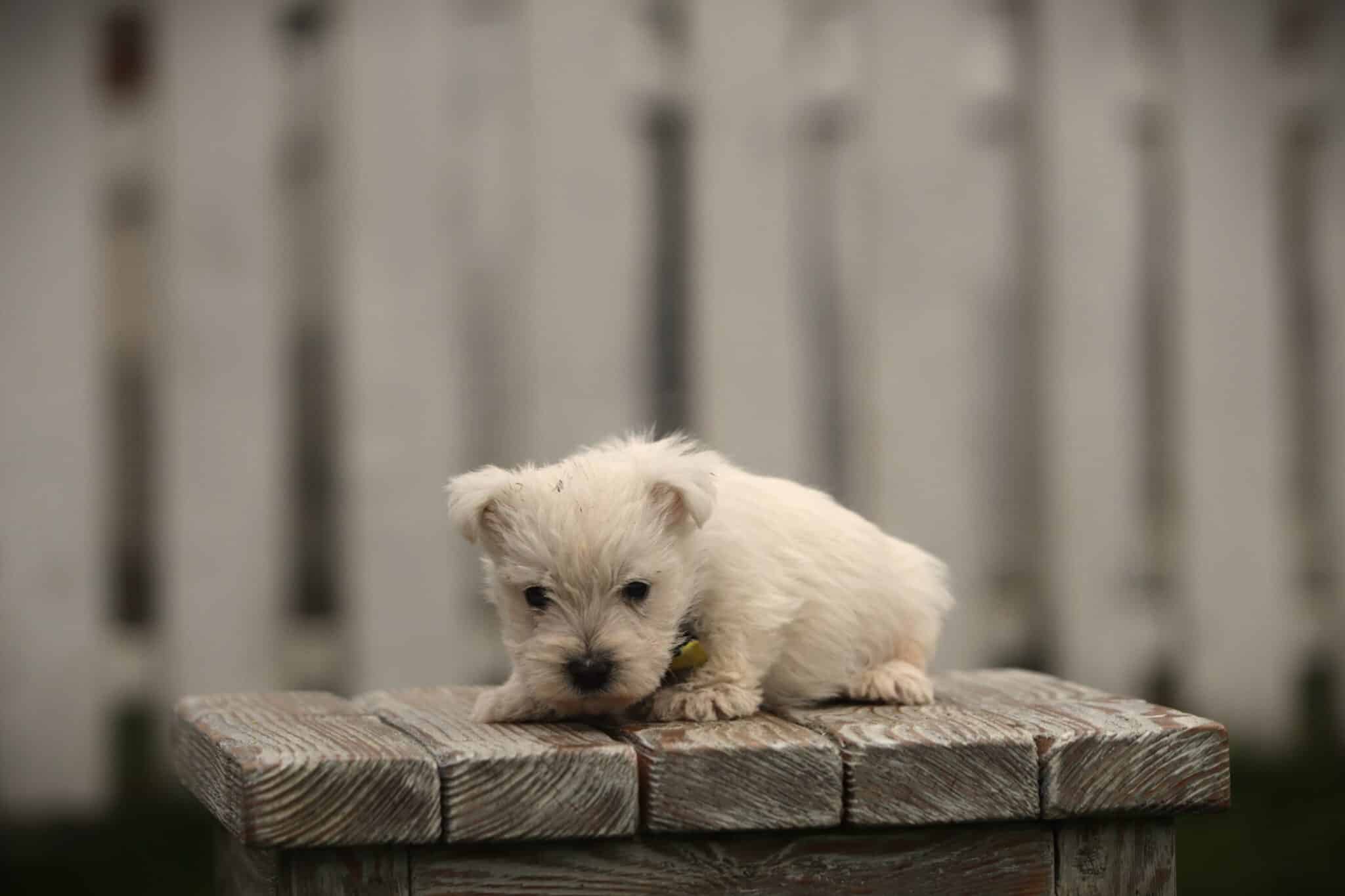 Kleine witte puppy ligt op houten tafel met witte schutting op achtergrond.