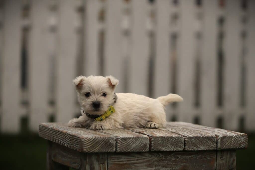 Kleine witte puppy met gele halsband op houten bank.