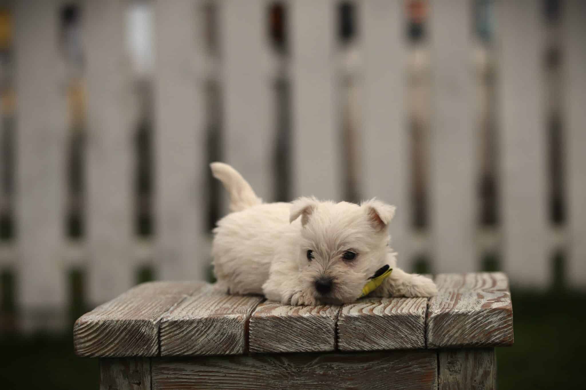 Schattige witte puppy ligt op houten platform met groene achtergrond.